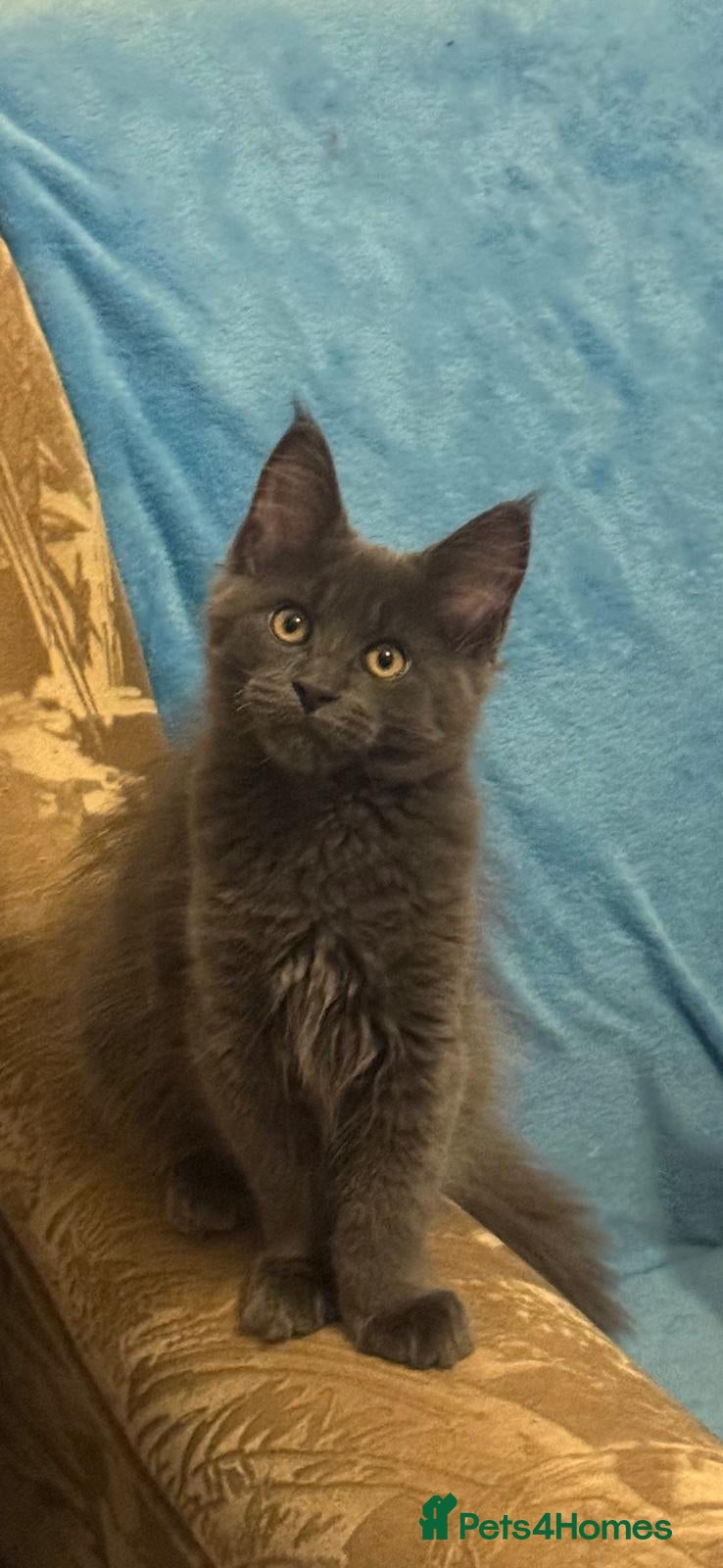 Maine Coon cats DNA clear Maine Coon kittens TICA registered  - Advert 13