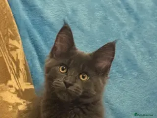 Maine Coon cats DNA clear Maine Coon kittens TICA registered - Advert 13