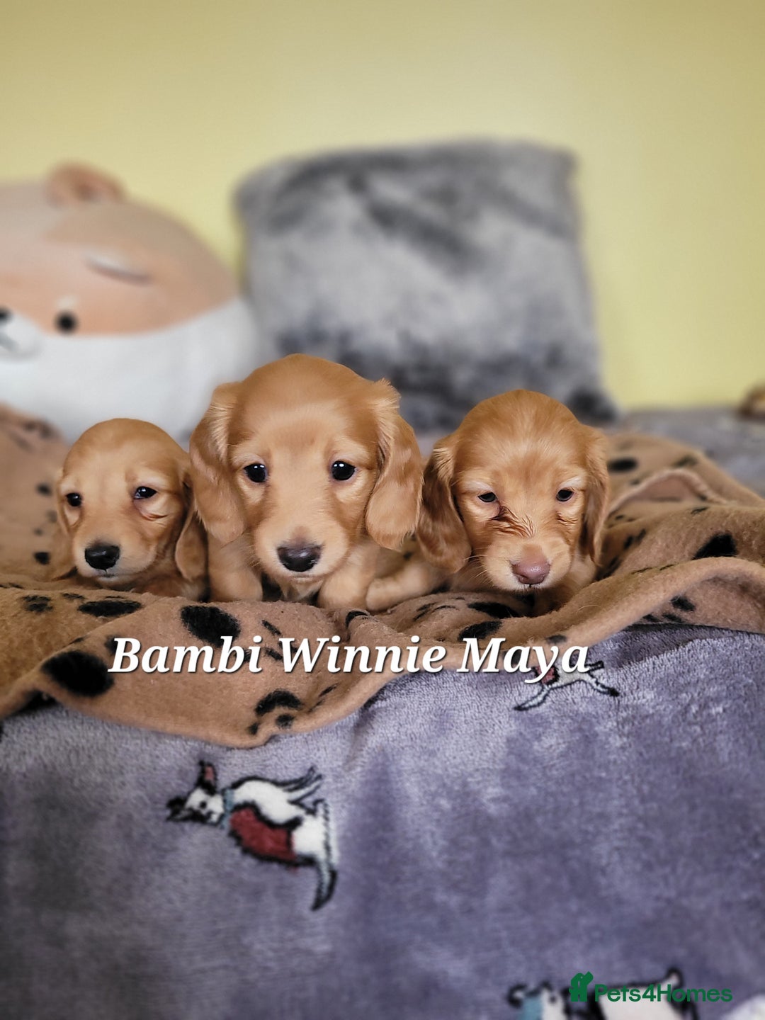 Dachshund dogs for sale: Long Haired KC Miniature Dachshund - Advert 14
