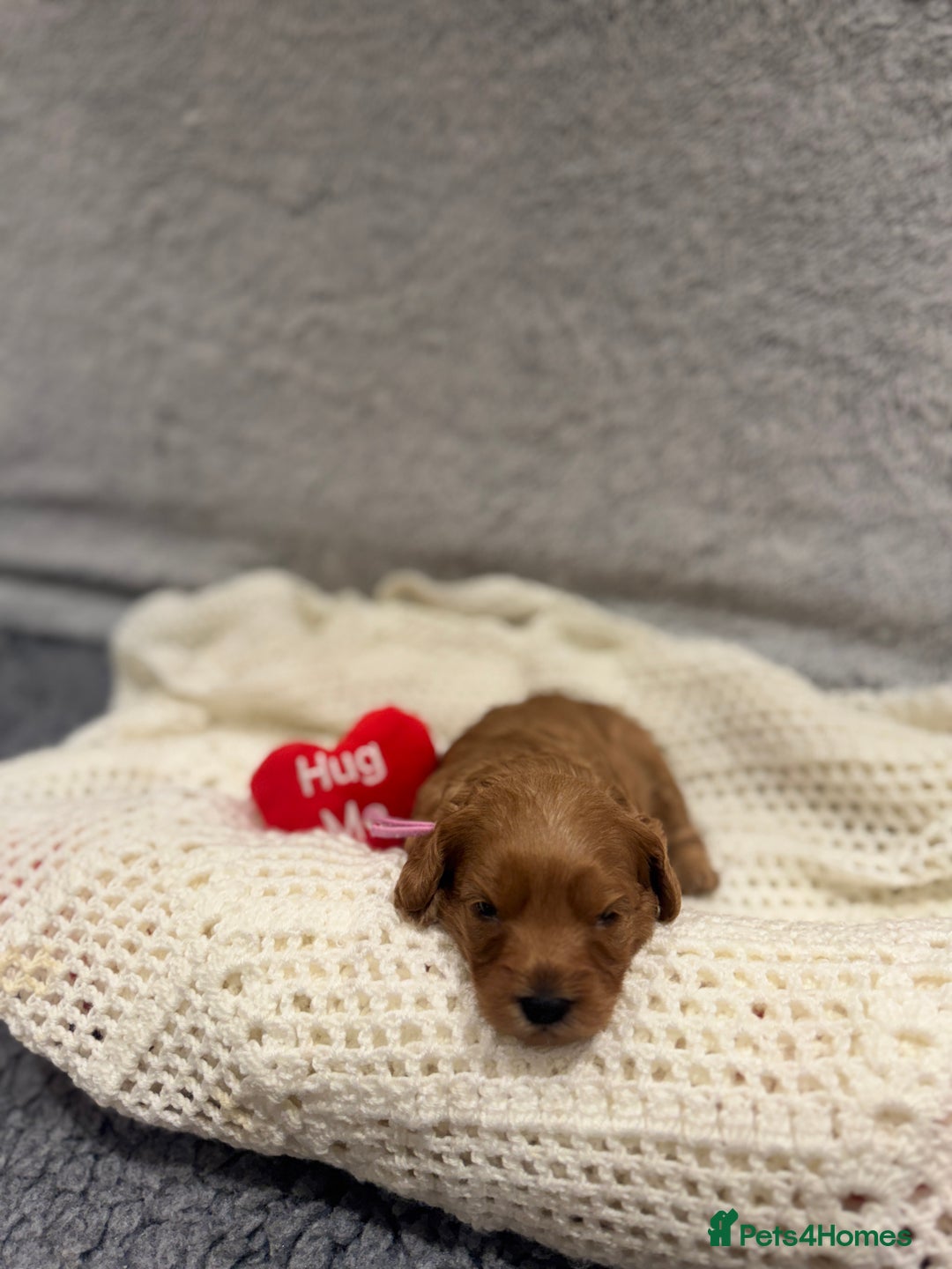 Cavapoo dogs for sale: Gorgeous Cavapoo Girl looking for loving home - Image 4
