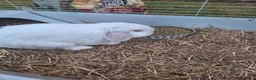 Lionhead rabbits for sale: Rabbit one male and female  in Stoke-on-Trent - Advert 8