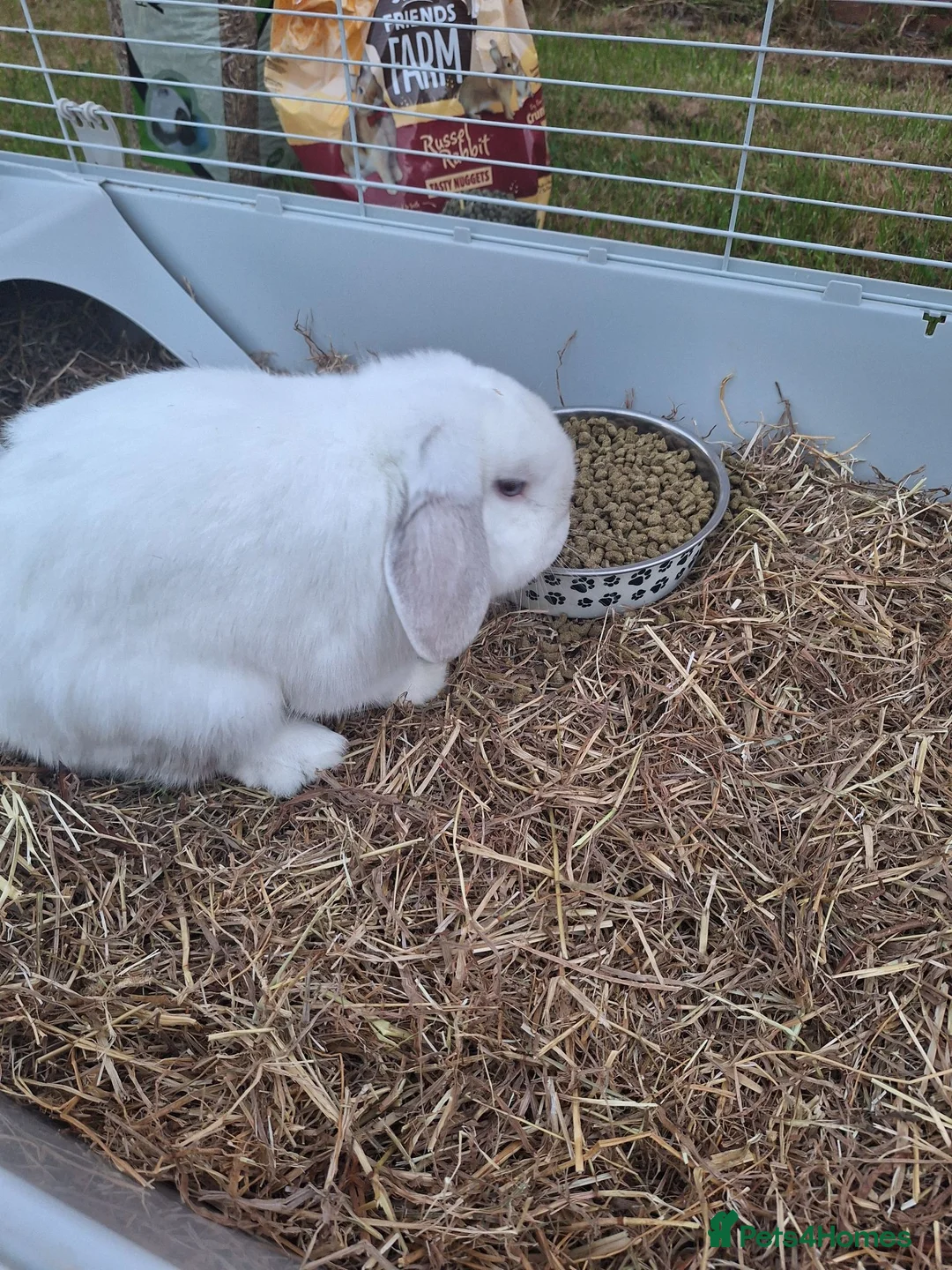 Lionhead rabbits for sale: Rabbit one male and female  in Stoke-on-Trent - Advert 8
