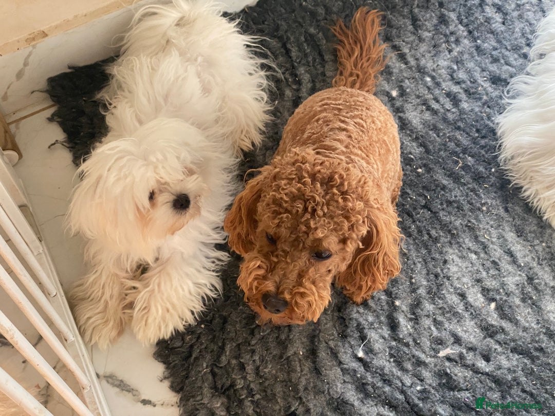 Toy Poodle dogs for sale: KC Toy Poodle Boy - Image 12