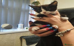 Mixed Breed cats for sale: 4 female kittens - Image 4