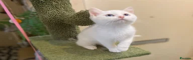 Munchkin 1