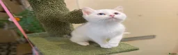 Munchkin cats for sale: Full Pedigree Munchkin Kittens - Advert 31