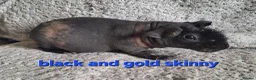 Guinea Pig rodents for sale: 4 male skinny/werewolf pig boars  - Advert 4