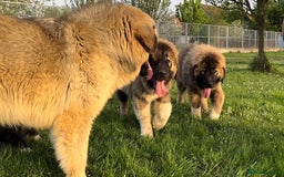 Caucasian Shepherd Dog dogs for sale: 🧸Caucasian Shepherd Puppies Ready Now! 🧸 - Image 6
