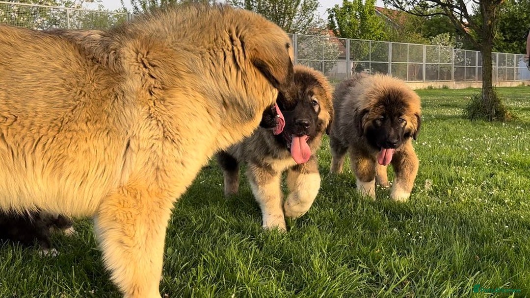 Caucasian Shepherd Dog dogs for sale: 🧸Caucasian Shepherd Puppies Ready Now! 🧸 - Image 6