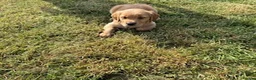 Golden Retriever dogs for sale: GOLDEN RETRIEVERS in Wisbech - Advert 5