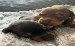Dachshund dogs for sale: Dachshund puppy’s  - Image 14