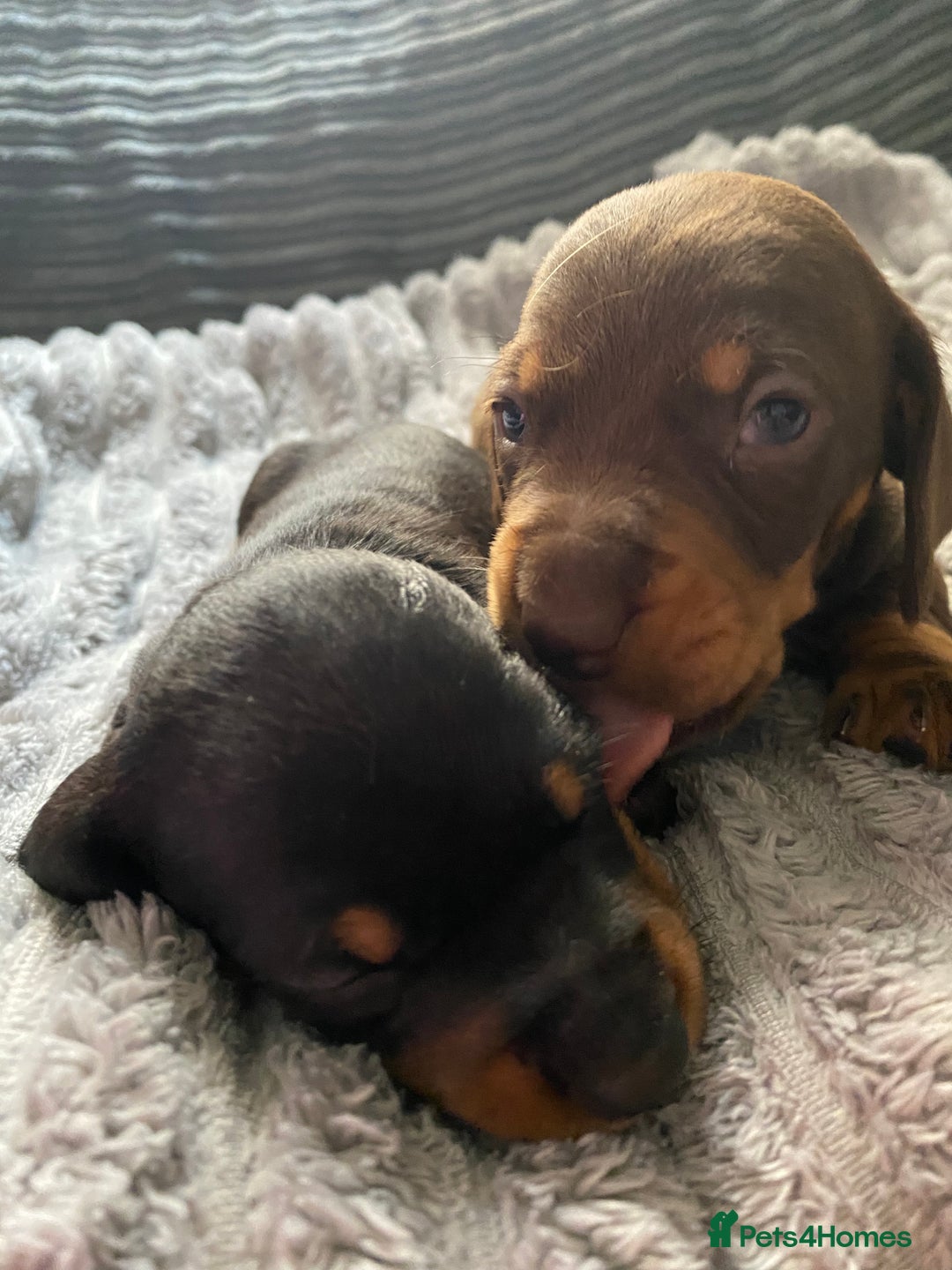Dachshund dogs for sale: Dachshund puppy’s  - Image 14