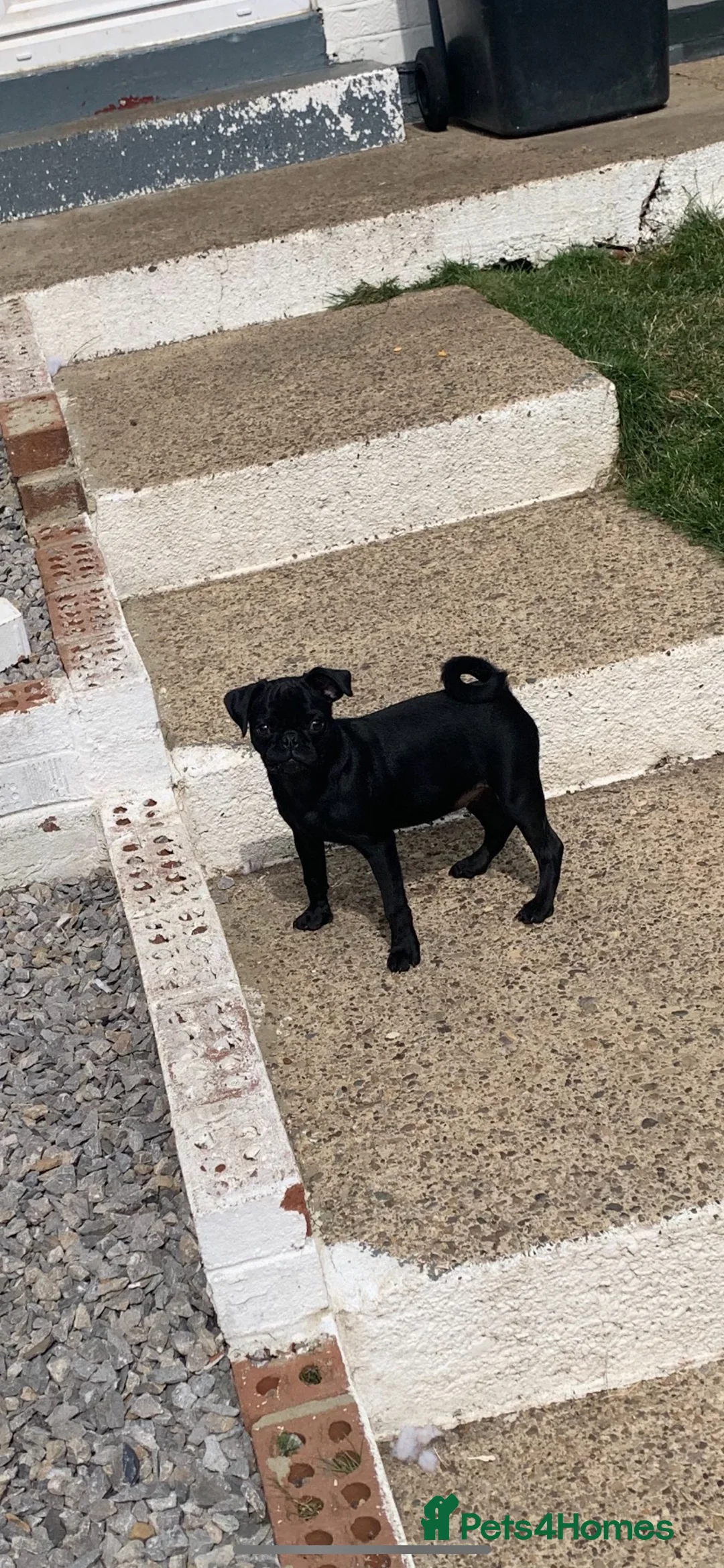 Pug dogs for sale: Pug solid black kc registered  - Advert 2