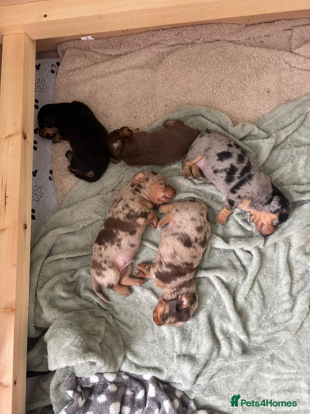 Dachshund dogs for sale: 🐾Mini Dachshund x Chihuahua (Chiweenie) - Advert 1