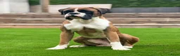 Boxer dogs for stud: Red & White Flashy Male For Stud in Bath - Advert 5