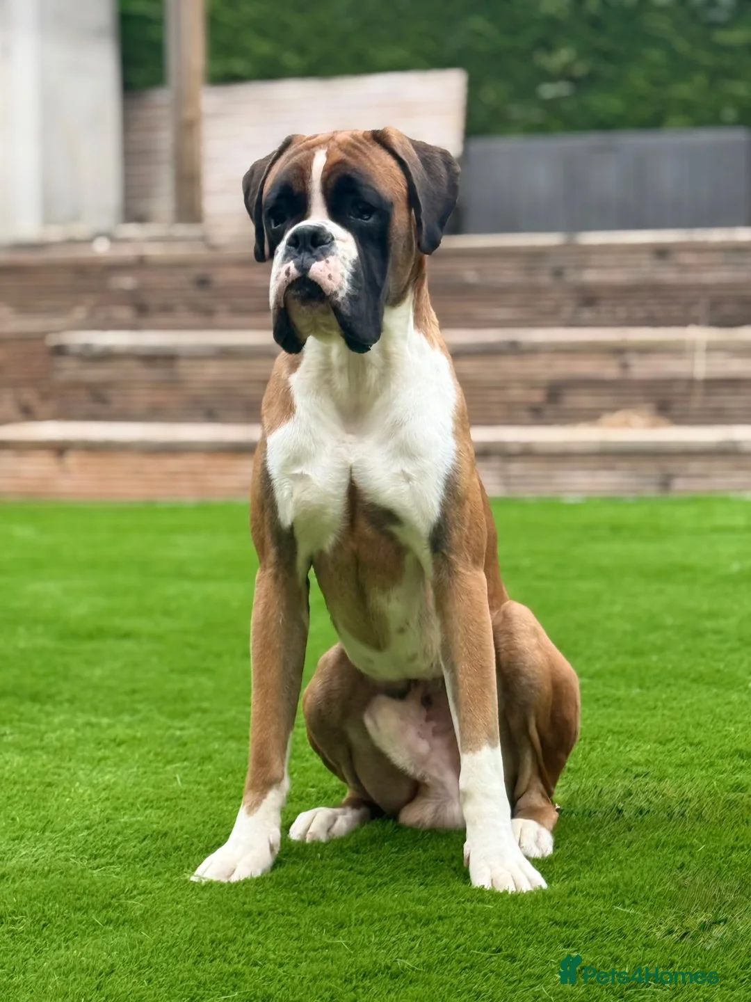 Boxer dogs for stud: Red & White Flashy Male For Stud in Bath - Advert 5