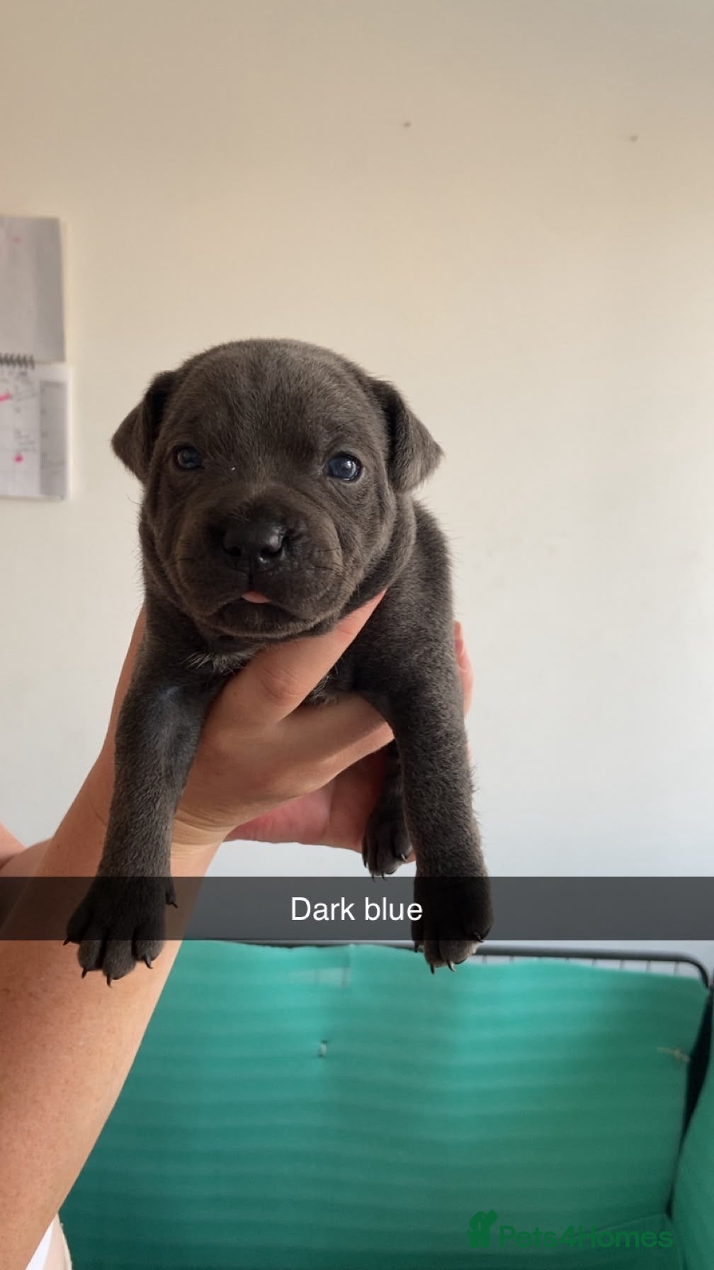 Staffordshire Bull Terrier dogs Outstanding KC Blue Staffy Puppies - Advert 2