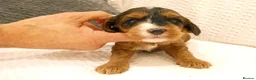 Cockapoo dogs for sale: Stunning Cockapoo puppies for sale in Bolton - Advert 6