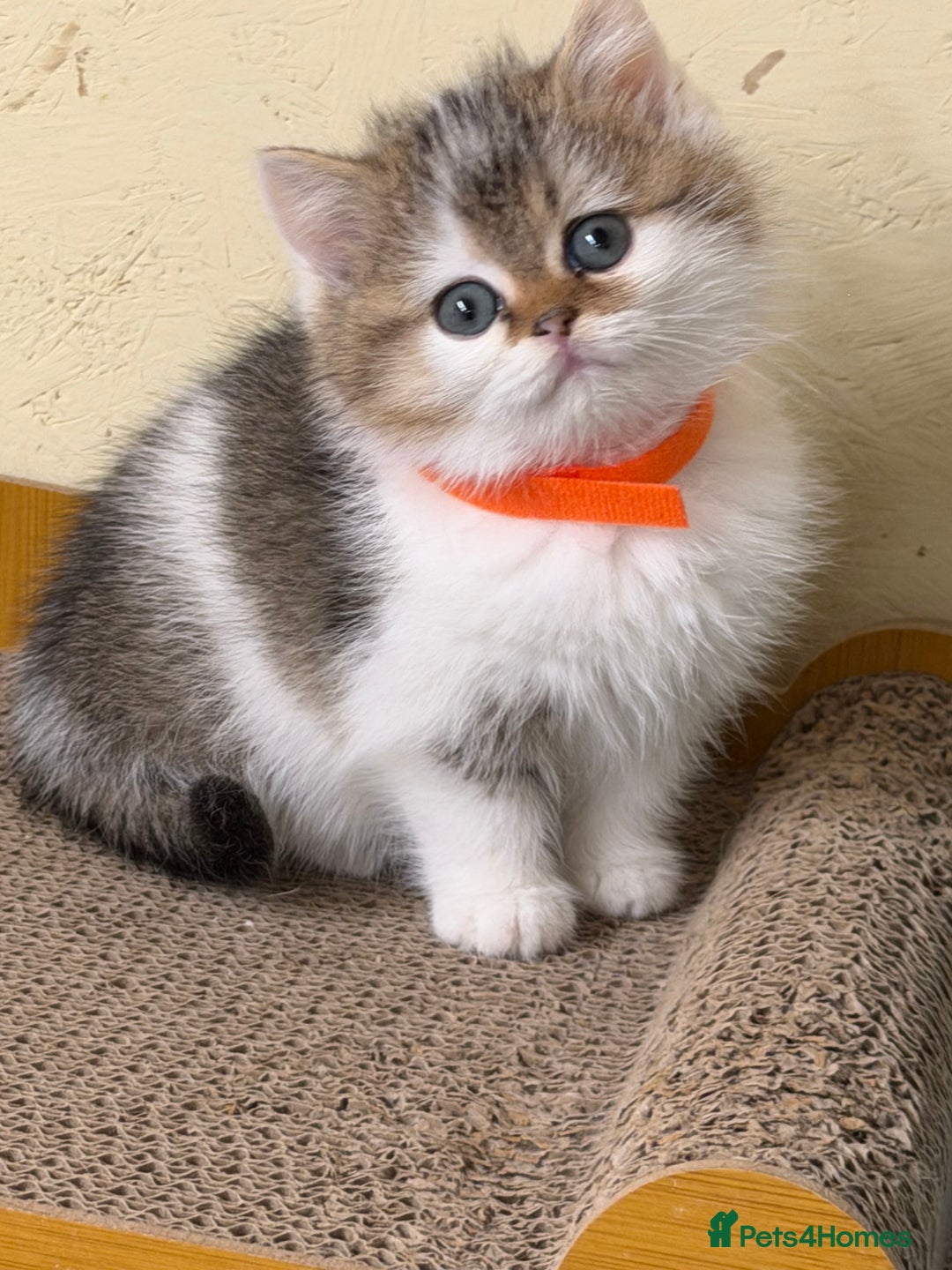 British Shorthair cats for sale: BSH tri- colour golden/blue/white kittens TICA - Advert 20