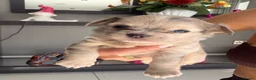 Chihuahua dogs for sale: Stunning litter of mixed Merle and Lilac fawn - Advert 18