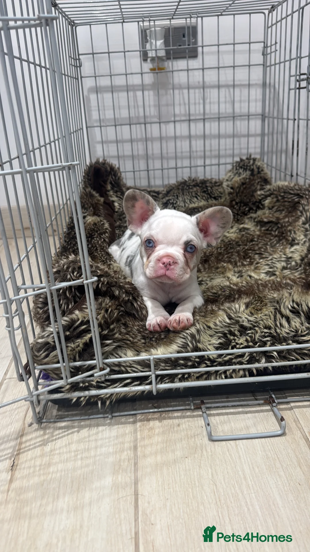 French Bulldog dogs for sale: *Ready NOW!!** Last Female!** - Advert 2