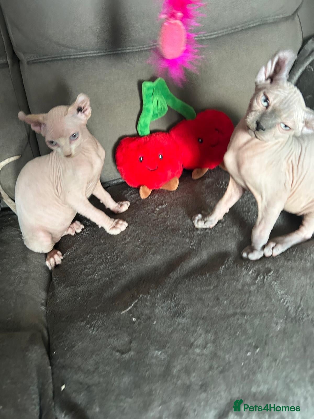 Sphynx cats for sale: 5 beautiful sphinxes looking for a loving home. - Advert 1