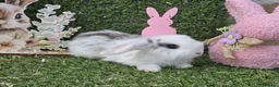 Mini Lop rabbits for sale: Mini lop babies for sale - Advert 10