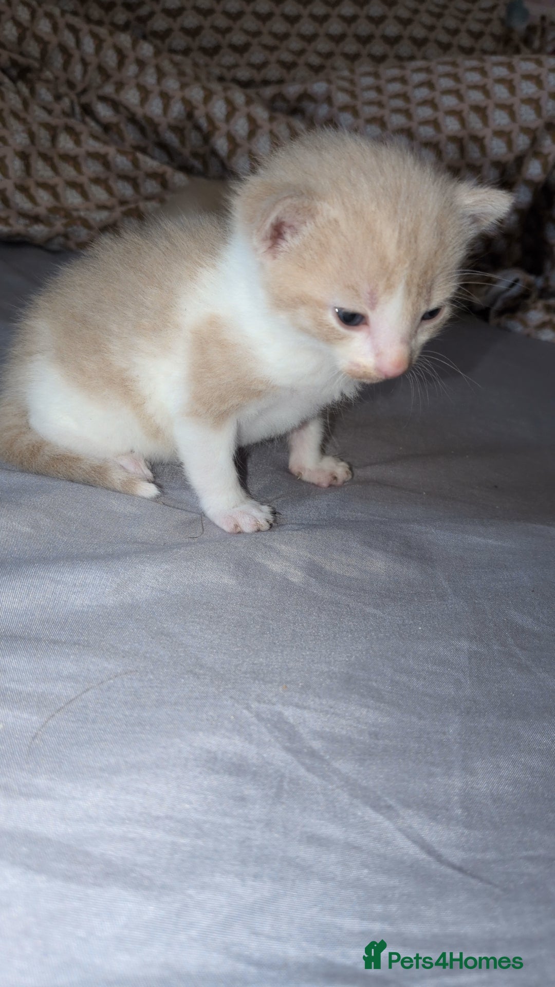 Mixed Breed cats for sale: Mixed breed - Advert 8