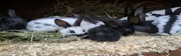 English rabbits for sale: Hand reared baby English rabbits - ready soon! - Advert 9