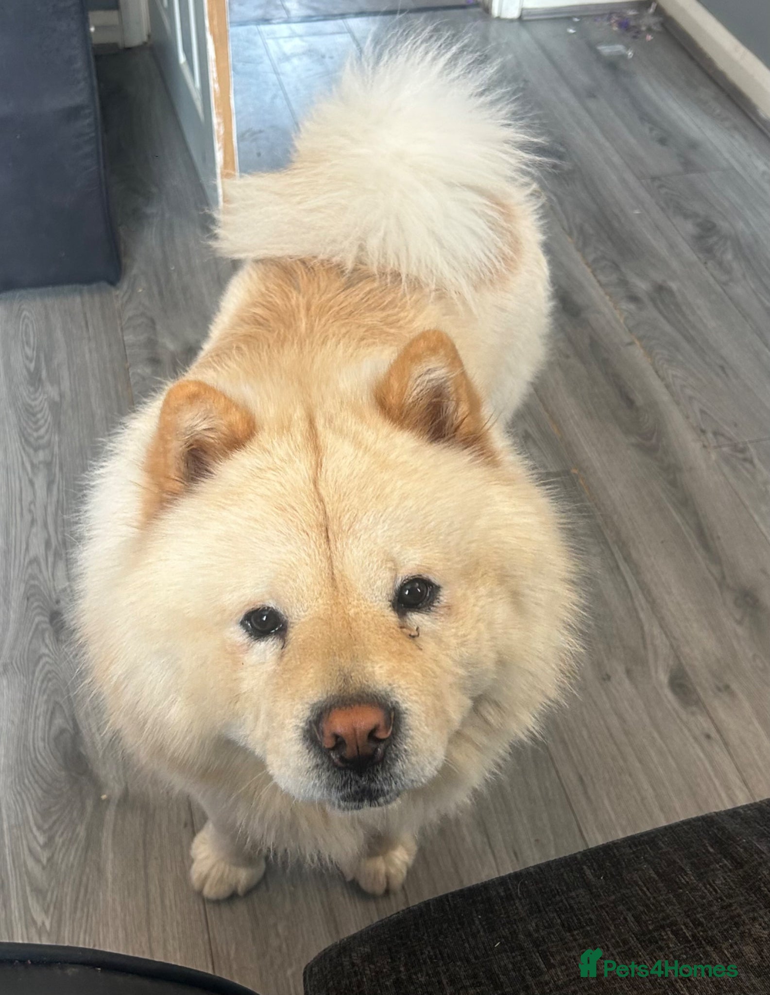 Chow Chow dogs for sale: Blaze in Dudley - Advert 2