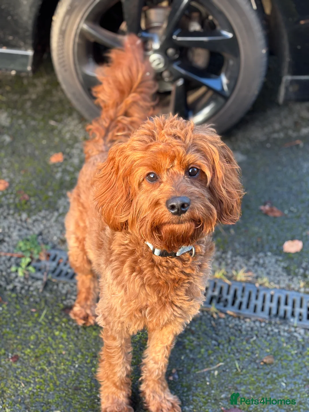 Cavapoo dogs for stud: F1 Cavapoo stud dog - Advert 2