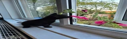 Mixed Breed cats for sale: Kittens looking for forever home in Stowmarket - Advert 4