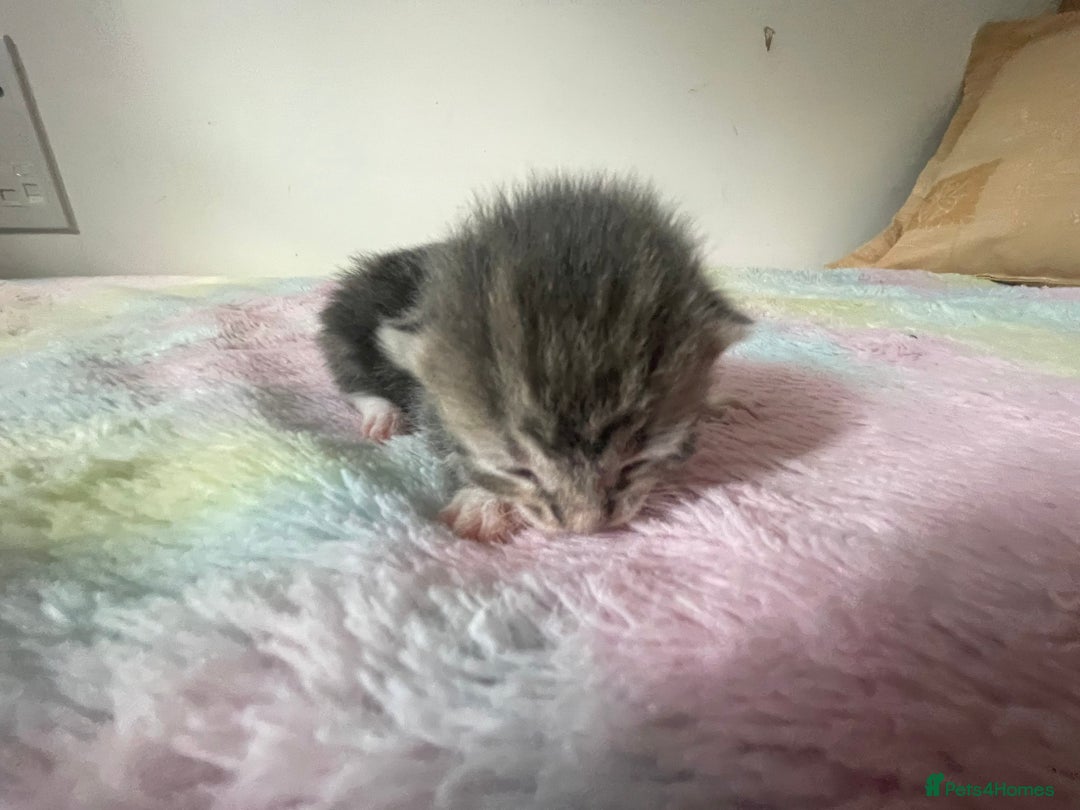 Mixed Breed cats for sale: Mixed bread kittens  - Image 4