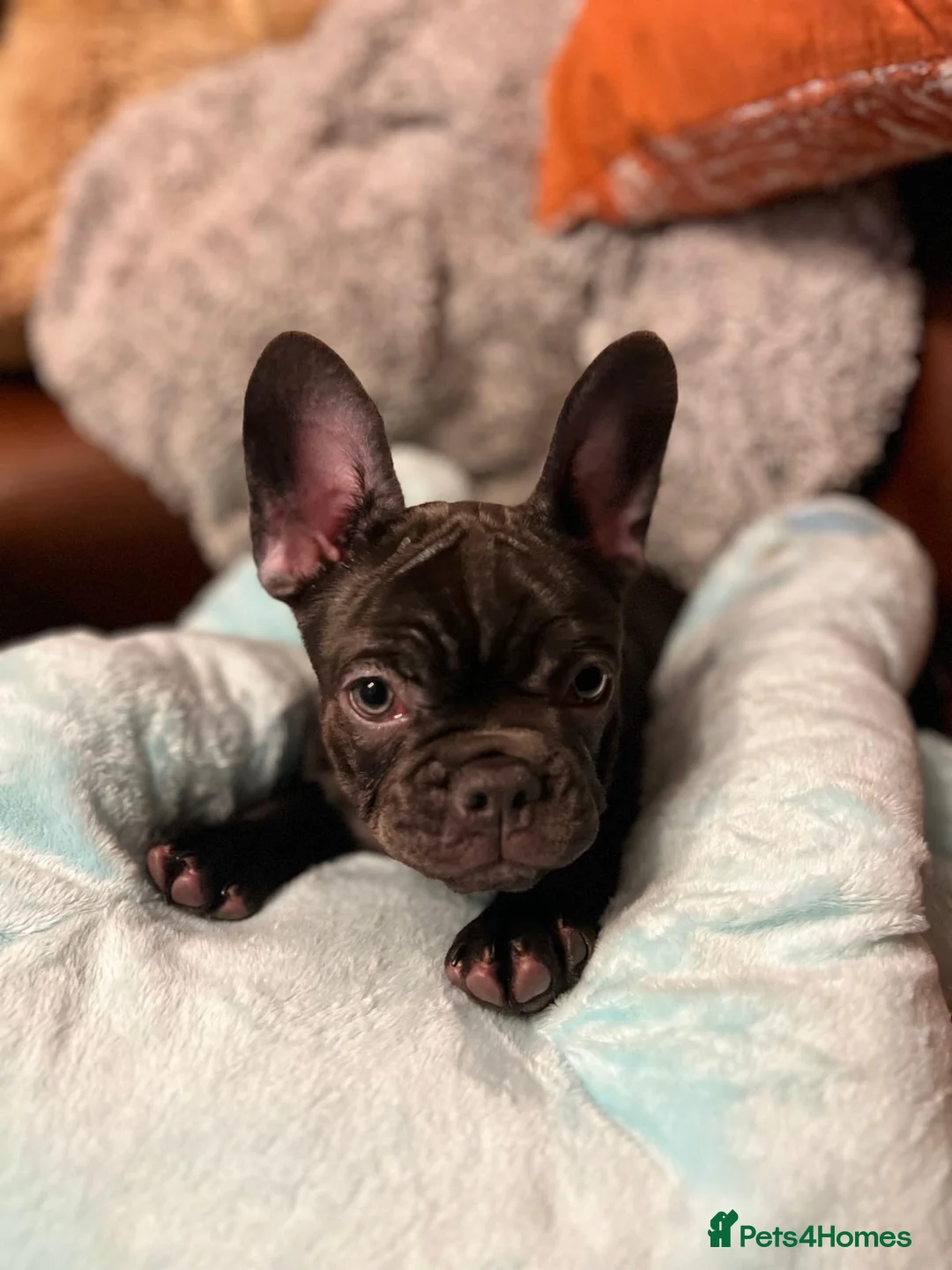 French Bulldog dogs for sale: KC registered French Bulldog Girl  & 1 Boys 🐶❤️ - Advert 30