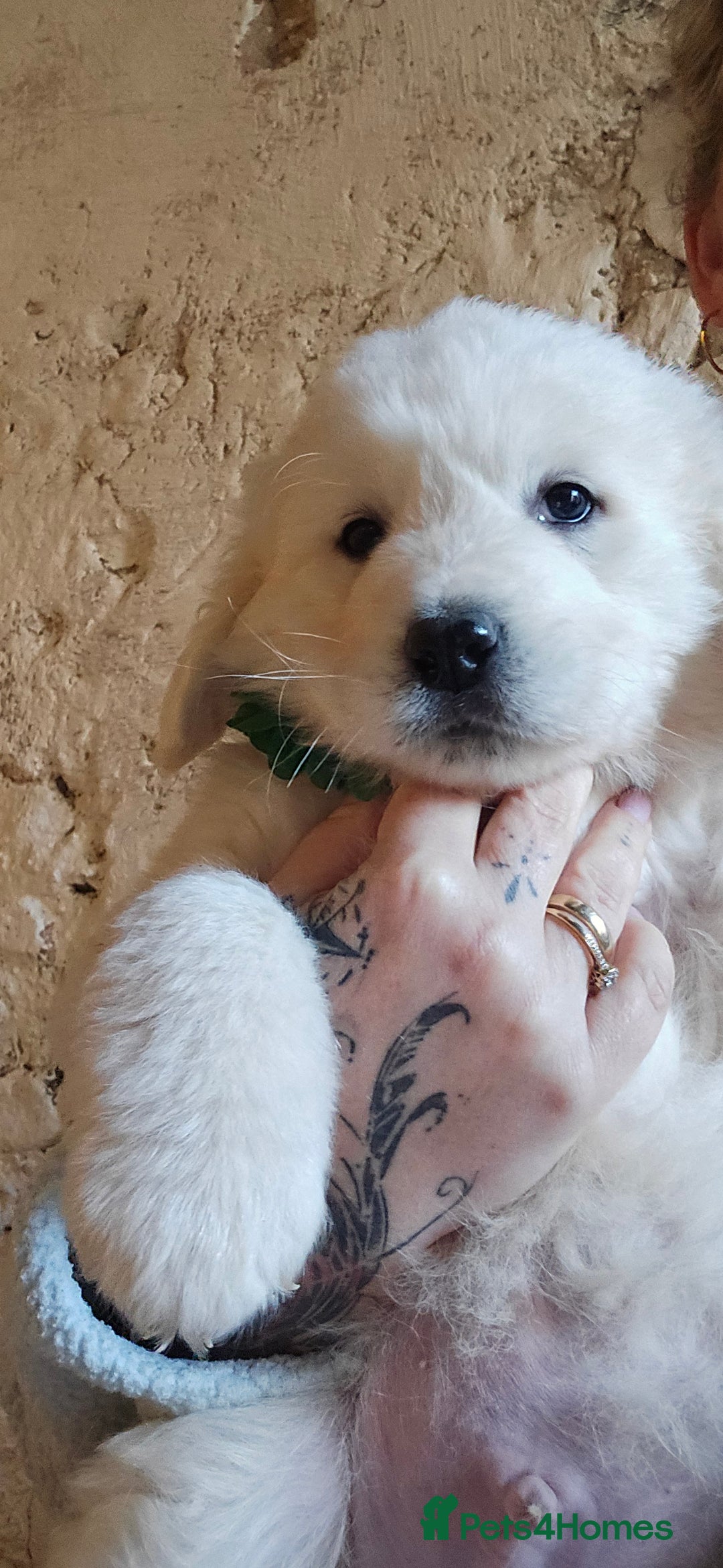 Pyrenean Mountain Dog dogs for sale: Polish tatra mountain sheepdog - Advert 17