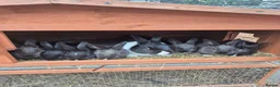 Dutch rabbits for sale: Awsome Dutch kits  - Advert 3