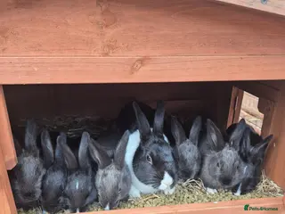 Dutch rabbits Awsome Dutch kits - Advert 1