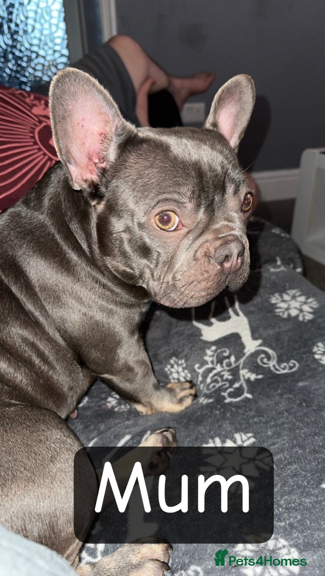 French Bulldog dogs for sale: Lilac Merle and Cream ghost Merle  in Stoke-on-Trent - Image 11