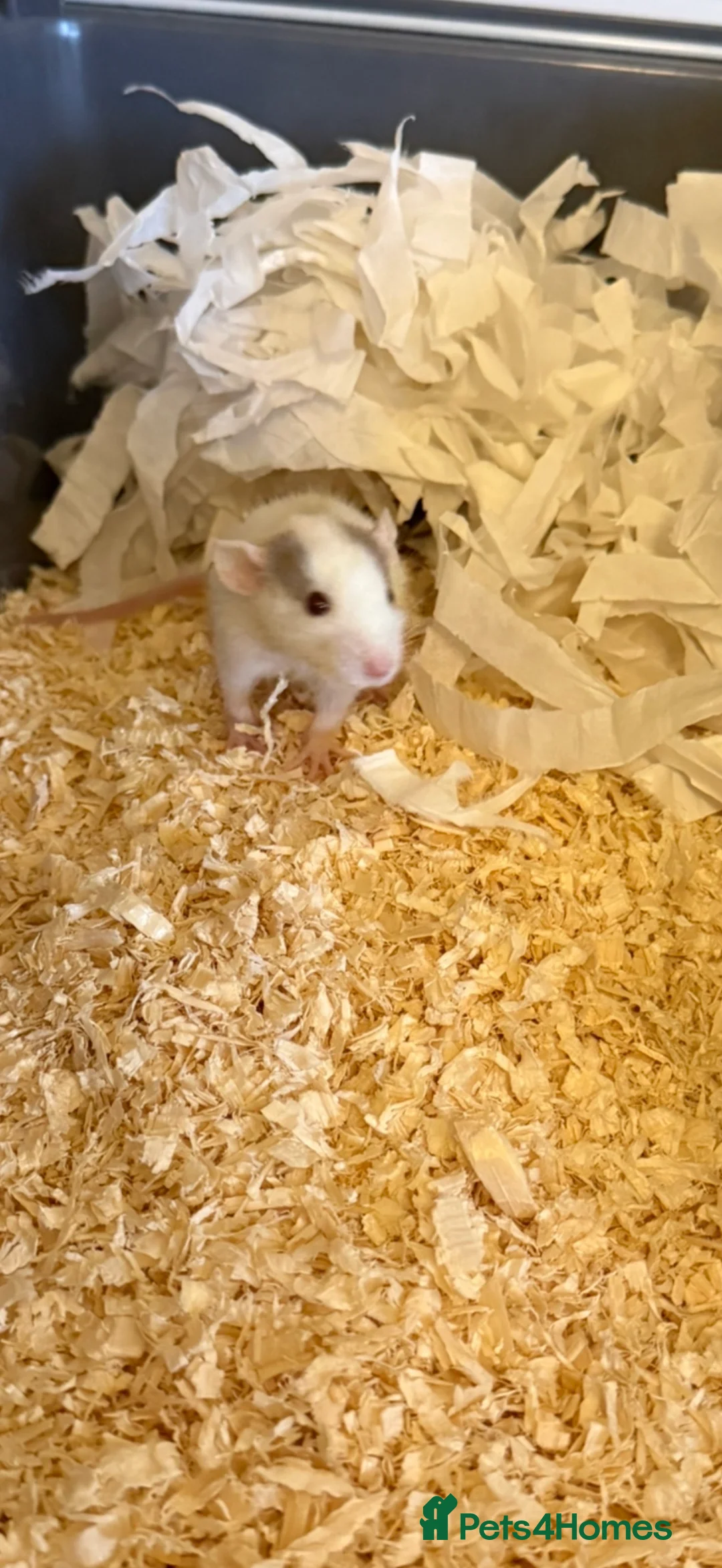 Rat rodents for sale: Two rats - everything incl. - Advert 2