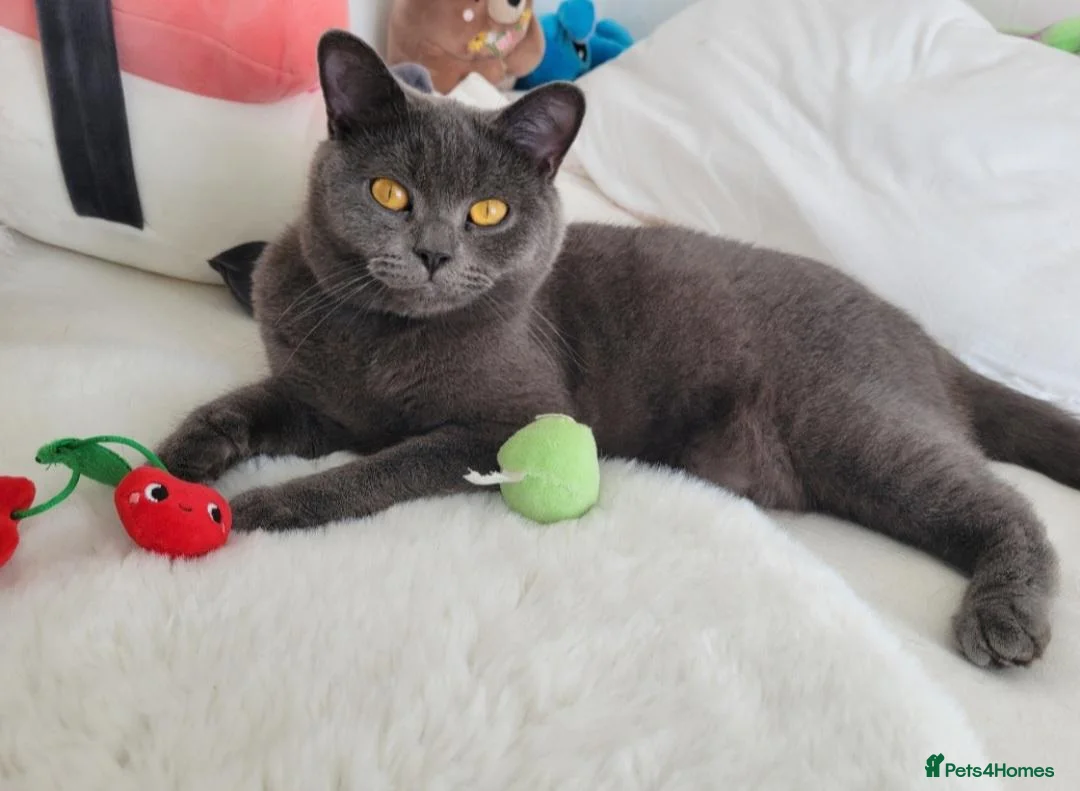 British Shorthair cats for sale: British shorthair kitten - Advert 2