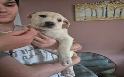Mixed Breed dogs for sale: American Akita/Bullmastiff cross - Image 18