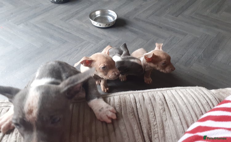Mixed Breed dogs - Advert 2