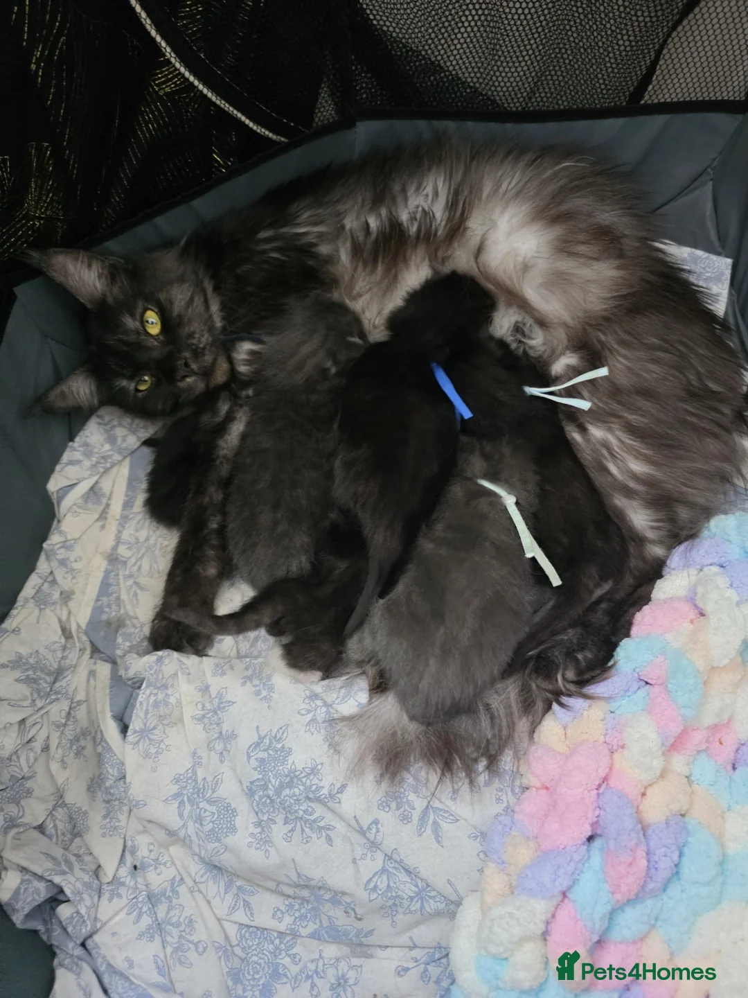 Mixed Breed cats for sale: Half Maine coon kittens  - Advert 2