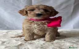 Labradoodle dogs for sale: Labradoodle  - Image 12