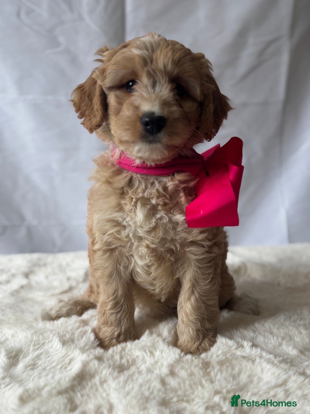 Labradoodle dogs for sale: Labradoodle  - Image 12