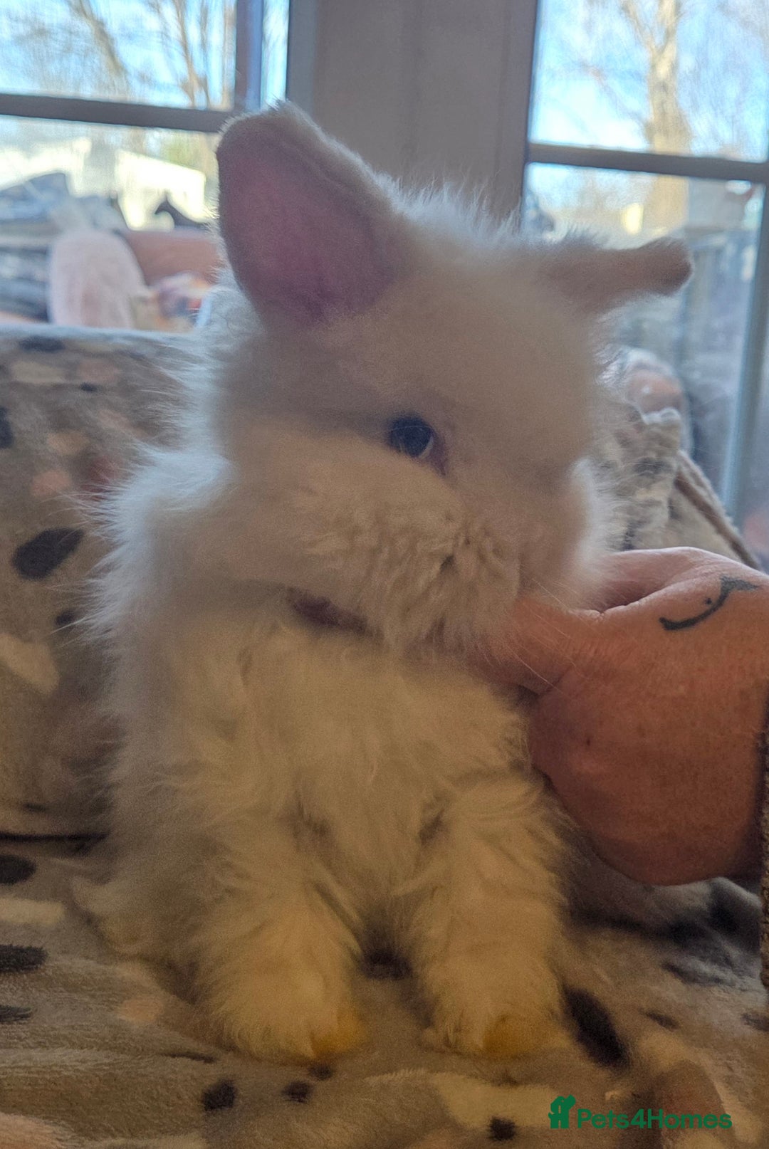 Mini Lion Lop rabbits for sale:  Male teddywidder bunnies  - Advert 10