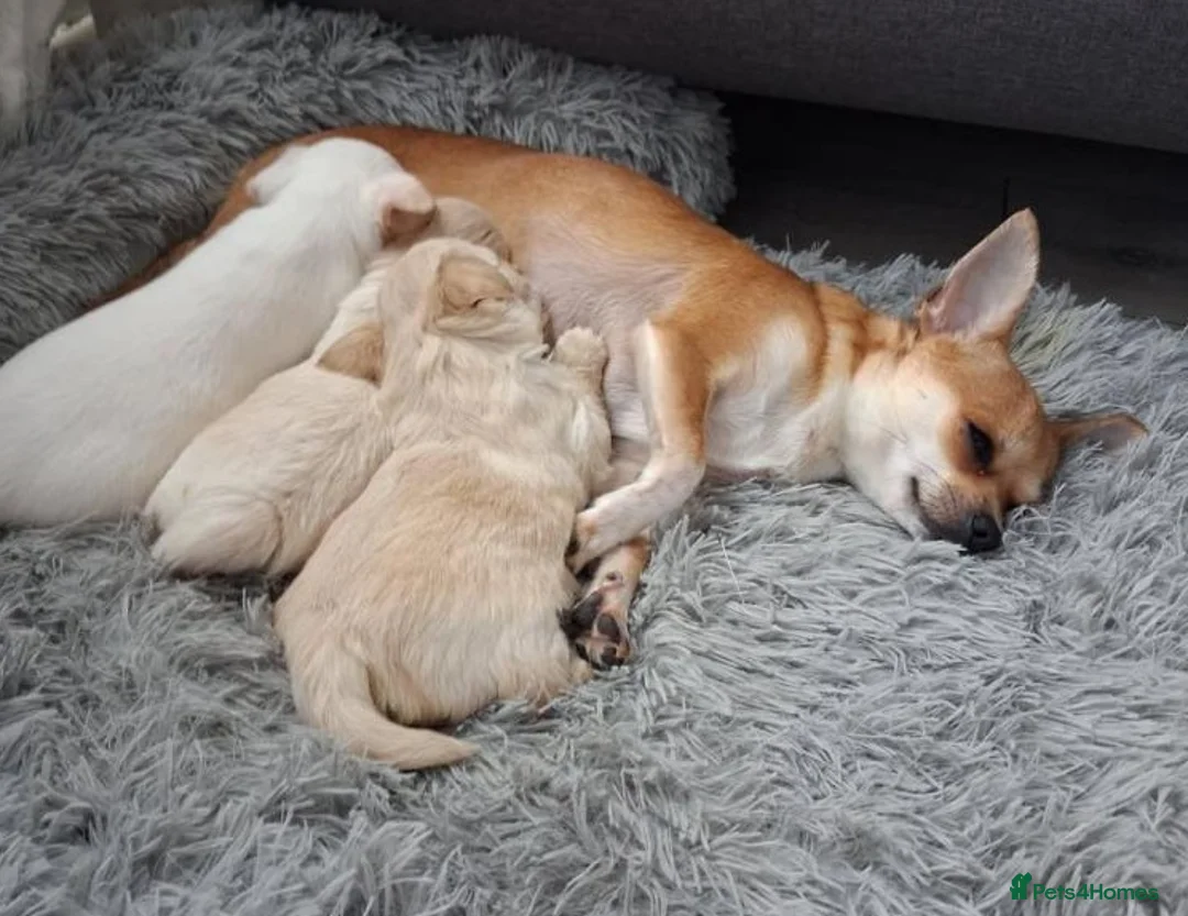 Chihuahua dogs for sale: Exceptional Puppies Seeking Loving Homes in Sheffield - Advert 1