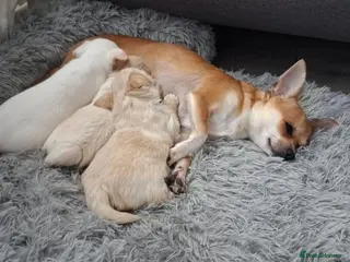 Chihuahua dogs Exceptional Puppies Seeking Loving Homes - Advert 4