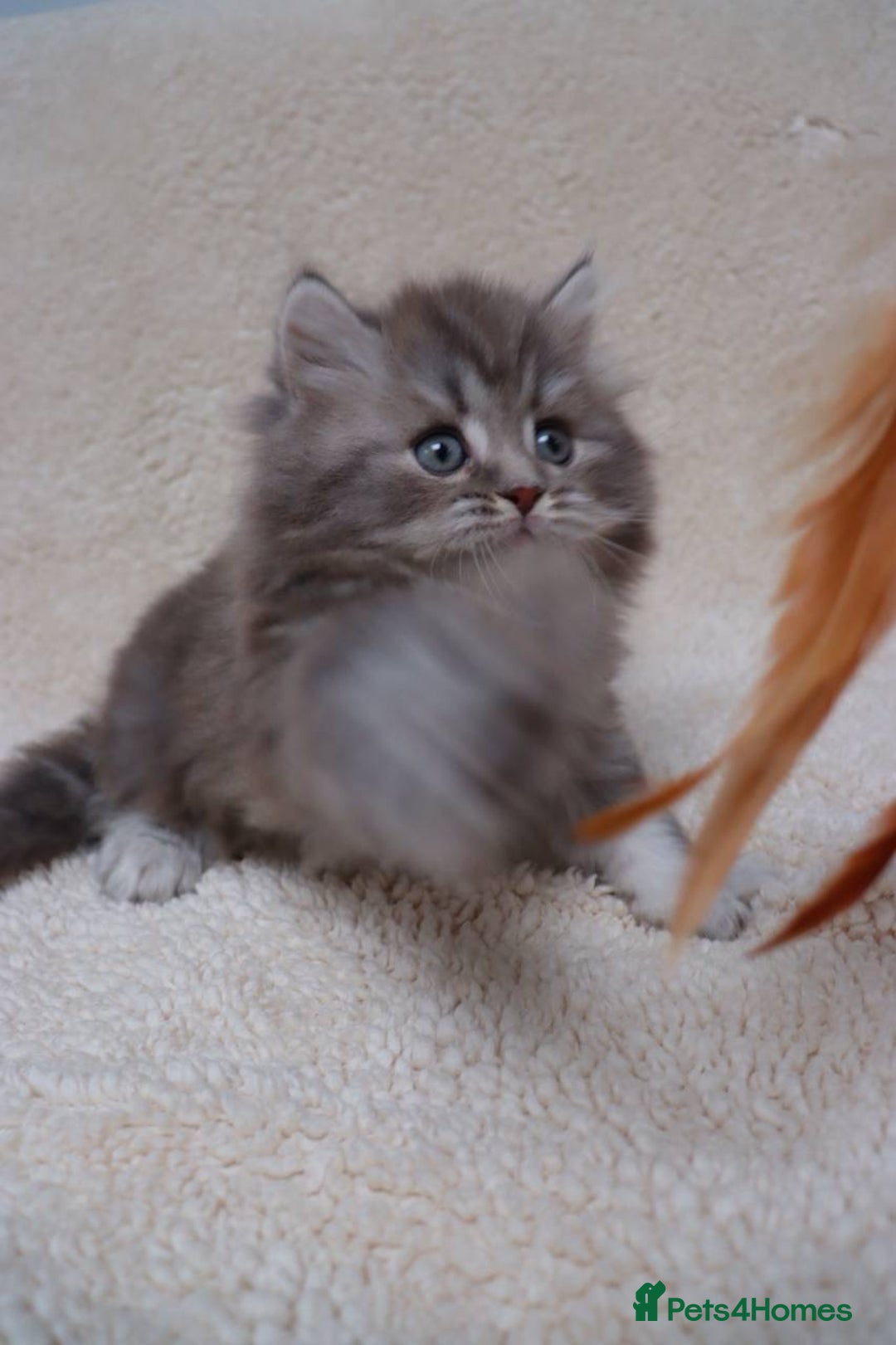 British Shorthair cats for sale: Champion Bloodlines BSH kittens  - Image 33