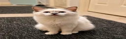 Ragdoll cats for sale: Stunning Lilac Mitted Ragdoll - Advert 4